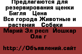 Предлагаются для резервирования щенки Бигля › Цена ­ 40 000 - Все города Животные и растения » Собаки   . Марий Эл респ.,Йошкар-Ола г.